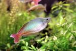 Rainbowfish, Banded Rainbowfish, (Melanotaenia trifasciata), AABV03P06_01