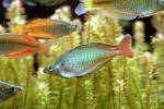 Rainbowfish, Banded Rainbowfish, (Melanotaenia trifasciata), AABV03P06_03