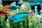 Rainbowfish, Banded Rainbowfish, (Melanotaenia trifasciata), AABV03P06_04.2564