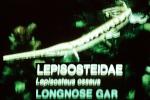 Longnose Gar, (Lepisosteus osseus), Lepisosteiformes, Lepisosteidae