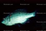 Redear Sunfish, [Centrarchidae}, (Lepomis microlophus)