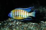 Flavescent Peacock Cichlid [Cichlidae], AABV03P07_12