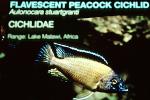 Flavescent Peacock, (Aulonocara stuartgranti), Perciformes, Cichlid, [Cichlidae]