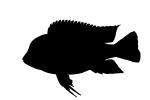 (Cyphotilapia frontosa) Silhouette, Perciformes, Cichlidae, Pseudocrenilabrinae, Cichlid, Lake Tanganyika, east Africa, pelagic fish, AABV03P08_03M