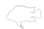 (Cyphotilapia frontosa) outline, Perciformes, Cichlidae, Pseudocrenilabrinae, Cichlid, Lake Tanganyika, east Africa, pelagic fish, AABV03P08_03O