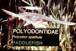 Paddlefish, (Polyodon spathula), Acipenseriformes, Polyodontidae