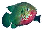 African Jewelfish photo-object, object, cut-out, cutout, Jewel Cichlid, (Hemichromis bimaculatus), Perciformes, Hemichromini, Pseudocrenilabrinae, [Cichlidae], Cichlids, AABV03P09_14.4094F