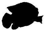African jewelfish, Jewel Cichlid silhouette, (Hemichromis bimaculatus), Perciformes, [Cichlidae], shape, logo, AABV03P09_14.4094M
