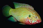 African Jewelfish, Jewel Cichlid, (Hemichromis bimaculatus), Perciformes, Hemichromini, Pseudocrenilabrinae, [Cichlidae], Cichlids, AABV03P09_15.4094