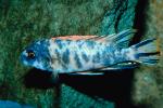 Marmalade Cat Cichlid, [Cichlidae]