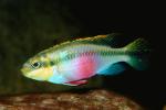 Common Kribensis, (Pelvicachromis pulcher), Perciformes, Cichlidae, Cichlid, AABV03P09_17.4094