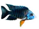 Cichlid [Cichlidae], photo-object, object, cut-out, cutout, AABV03P10_07F