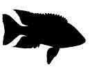 Cichlid [Cichlidae] silhouette, logo, shape, AABV03P10_07M
