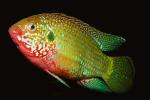 African Jewelfish, Jewel Cichlid, (Hemichromis bimaculatus), Perciformes, Hemichromini, Pseudocrenilabrinae, [Cichlidae], Cichlids, AABV03P10_08.4094