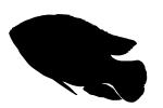 African jewelfish silhouette, Jewel Cichlid, (Hemichromis bimaculatus), Perciformes, [Cichlidae], shape, logo, AABV03P10_08M