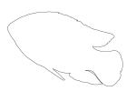 African jewelfish outline, Jewel Cichlid line drawing, shape, (Hemichromis bimaculatus), Perciformes, AABV03P10_08O
