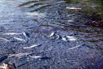 Salmon spawning, Valdez