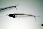 Glass Catfish, (Kryptopterus bicirrhis), Siluriformes, Siluridae, AABV03P11_09
