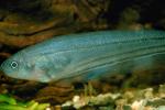 African Knife Fish, Xenomystus nigri, Osteoglossiformes, Notopteridae, AABV03P11_13.4094