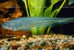 African Knife Fish, Xenomystus nigri, Osteoglossiformes, Notopteridae, AABV03P11_14.1707