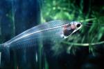 Glass Catfish, (Kryptopterus bicirrhis), Siluriformes, Siluridae, AABV03P12_01