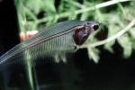 Glass Catfish, (Kryptopterus bicirrhis), Siluriformes, Siluridae, AABV03P12_04