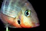 Firemouth Cichlid, (Thorichthys meeki), [Cichlidae], Perciformes, AABV03P13_14