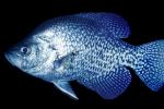 White Crappie, (Pomoxis annularis), Perciformes, Centrarchidae, AABV03P14_18