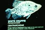 White Crappie, (Pomoxis annularis), Perciformes, Centrarchidae, AABV03P14_19