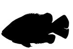 Rock Bass silhouette, (Ambloplites rupestris), [Centrarchidae], Perciformes, shape, logo, AABV03P15_03M