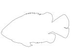 Rock Bass outline, line drawing, shape, AABV03P15_03O