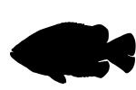 Rock Bass silhouette, (Ambloplites rupestris), [Centrarchidae], Perciformes, shape, logo