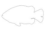 Rock Bass outline, (Ambloplites rupestris), [Centrarchidae], Perciformes, line drawing, shape