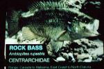 Rock Bass, (Ambloplites rupestris), [Centrarchidae], Perciformes