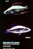 Eye-Biter, (Dimidiochromis compressiceps), [Cichlidae], Cichlid, Eyebiter, Perciformes, Lake Malawi, Africa, African