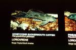 Honeycomb Suckermouth Catfish, (Pterygoplichthys gibbiceps), Sailfin Pleco, Loricariidae, AABV04P01_14
