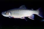 trout, AABV04P02_10