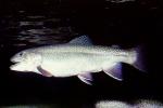 trout, AABV04P02_12