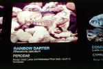 Rainbow Darter, (Etheostoma caeruleum), Perciformes, [Percidae], Etheostoma, Oligocephalus, AABV04P03_06