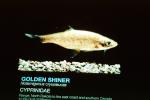 Golden Shiner, (Notemigonus crysoleucas), [Cyprinidae], Minnow