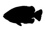 Rock Bass silhouette, (Ambloplites rupestris), [Centrarchidae], Perciformes, shape, logo, AABV04P03_14M
