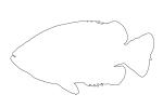 Rock Bass outline, (Ambloplites rupestris), [Centrarchidae], Perciformes, line drawing, shape, AABV04P03_14O