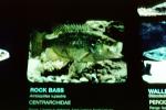 Rock Bass, (Ambloplites rupestris), [Centrarchidae], Perciformes, AABV04P03_15