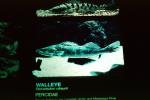 Walleye, (Sander vitreus), Perciformes, Percidae, AABV04P03_19