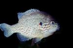 Bluegill Sunfish, (Lepomis macrochirus), Perciformes, Centrarchidae, AABV04P04_01