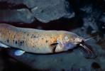 Electric Catfish, (Malapterurus electricus),  Malapteruridaehis, AABV04P04_04