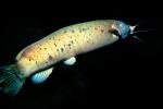 Electric Catfish, (Malapterurus electricus),  Malapteruridaehis, AABV04P04_05