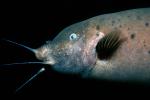 Electric Catfish, (Malapterurus electricus),  Malapteruridaehis, AABV04P04_06