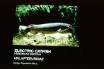 Electric Catfish, (Malapterurus electricus),  Malapteruridaehis, AABV04P04_08