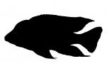 Flavescent Peacock silhouette, Cichlid, Flavescent Peacock Cichlid, (Aulonocara stuartgranti), Perciformes, [Cichlidae], Cichlid, Lake Malawi, logo, shape, AABV04P04_10M